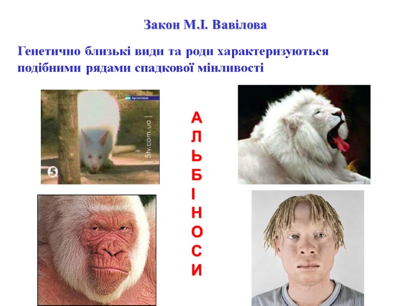 Закон М.І. Вавілова Генетично близькі види та роди характеризуються подібними рядами спадкової мінливості 